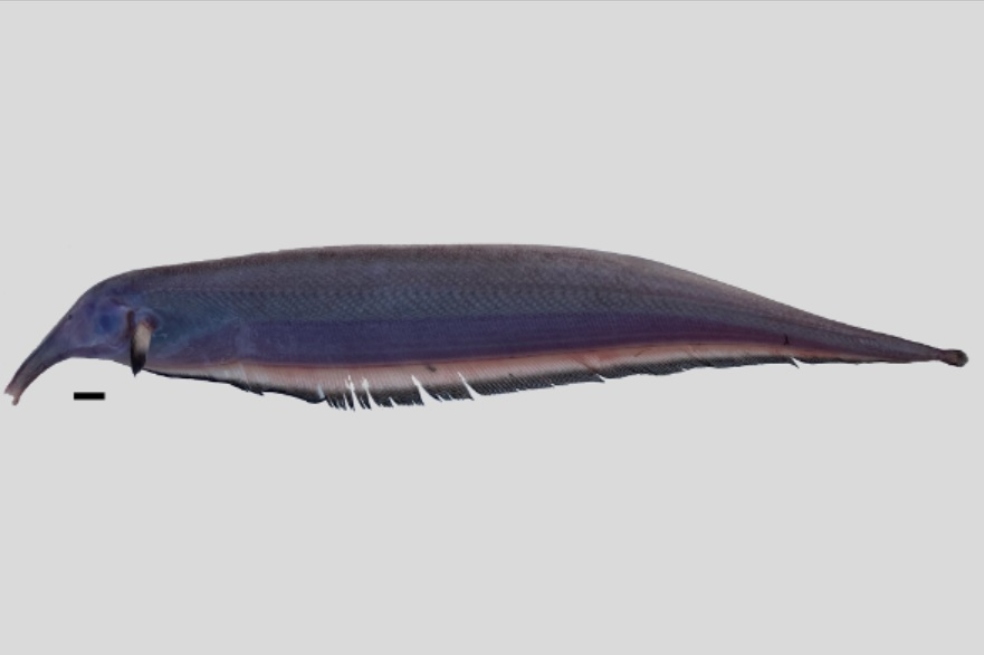 Imagen de la especie de pez eléctrico 'Sternarchorhynchus cf. cramptoni'.