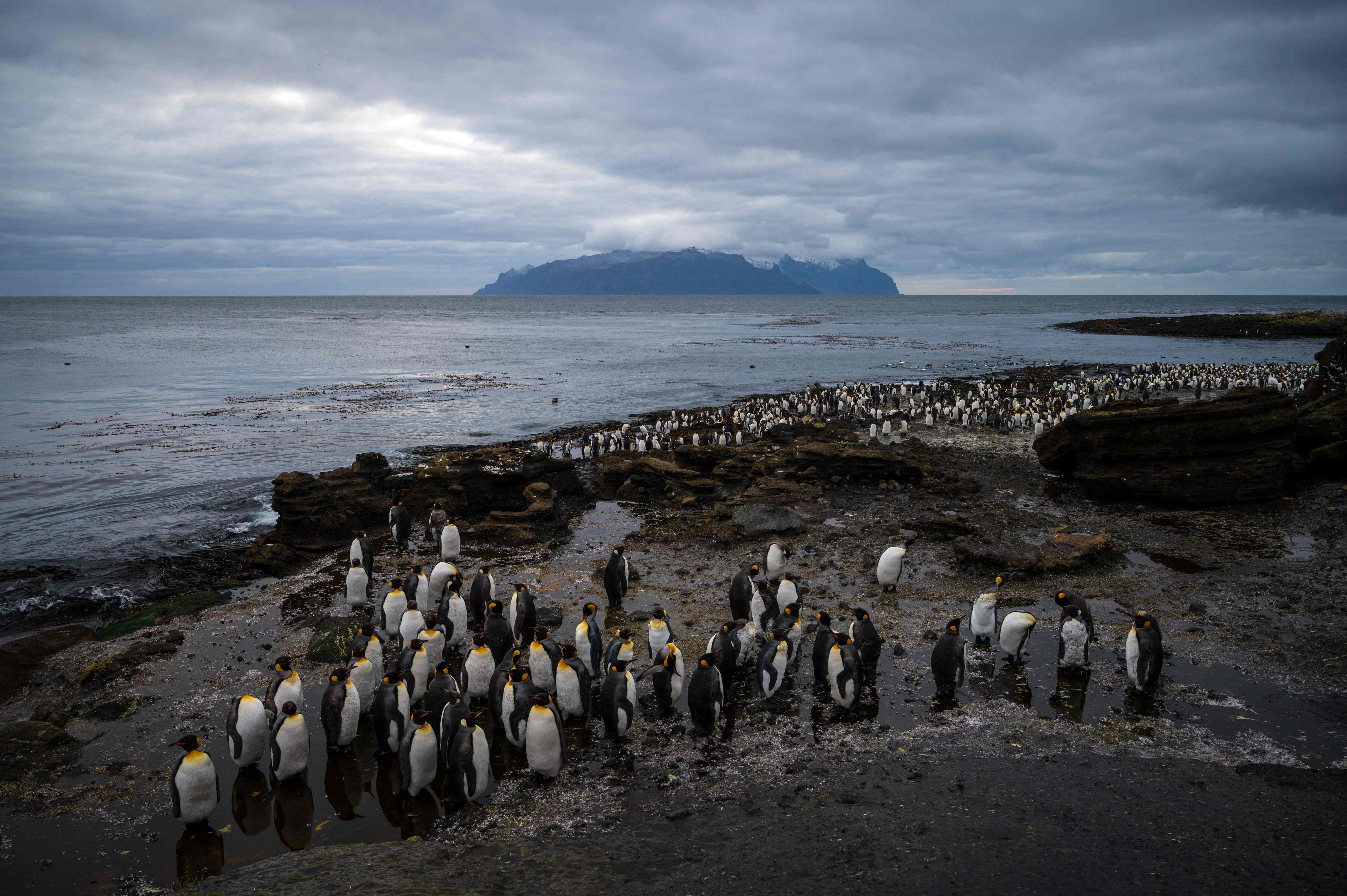 Islas Crozet, hogar del Pingüino Rey