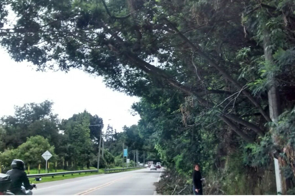 Alertan por 70 árboles que estarían generando peligro en vía Bogotá-La Calera