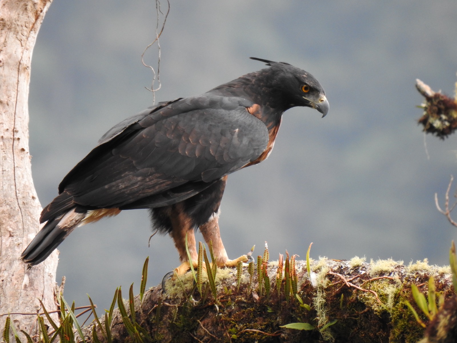 Cazadores se convirtieron en guardianes gracias a la historia de esta águila real