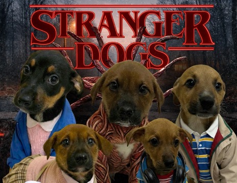 Refugios convierten a sus perros en personajes de Stranger Things para incentivar su adopción