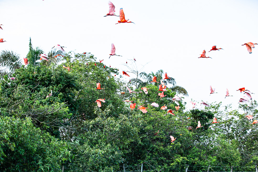 Orocue Casanare