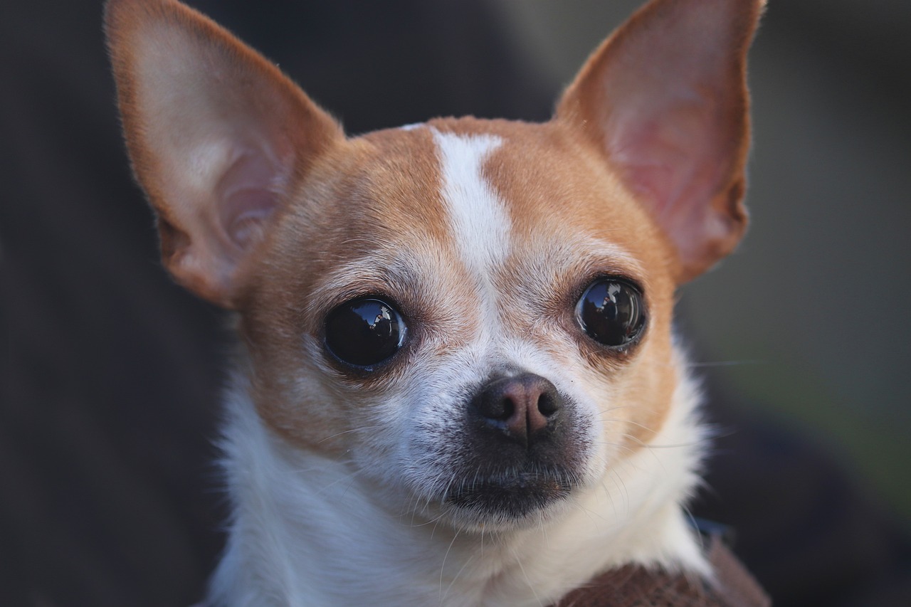 chihuahua le tiene miedo al agua que hacer