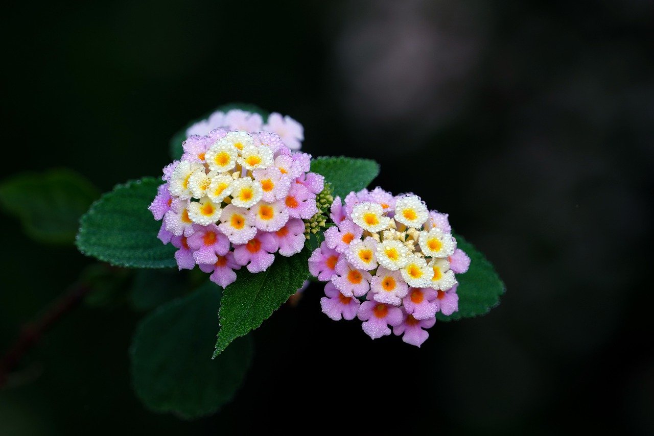 Cinco plantas que cambian de color: ¿por qué y cómo lo hacen?