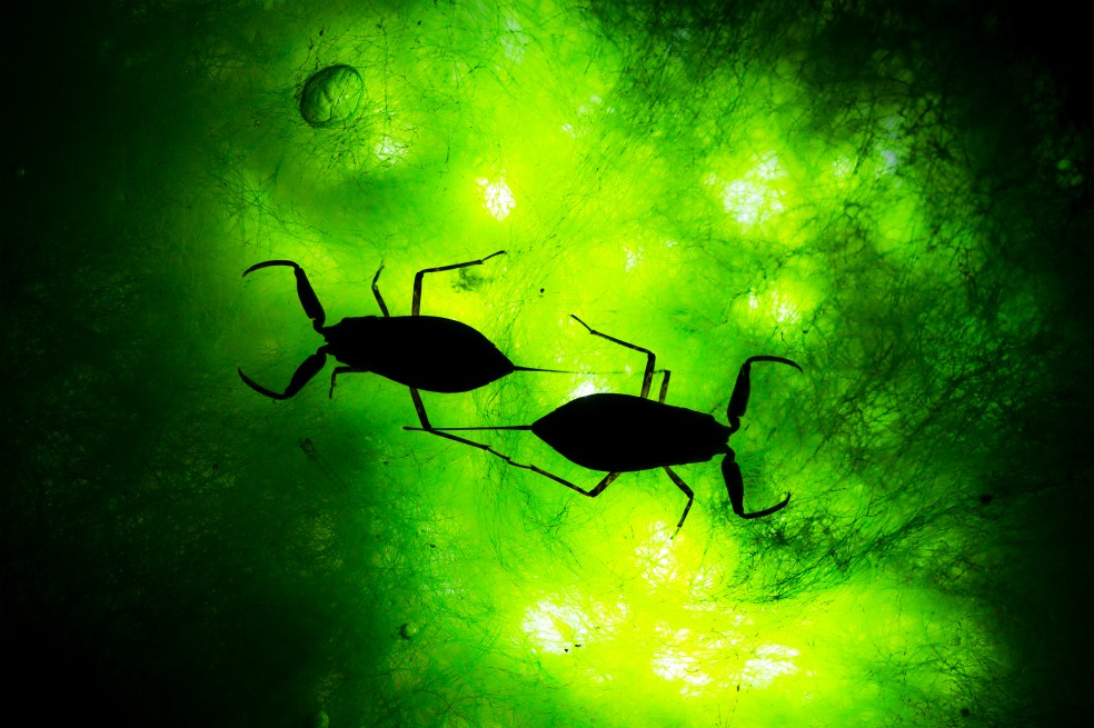 “Water” de Juan Jesús Gonzáles, segundo puesto en categoría Insectos.