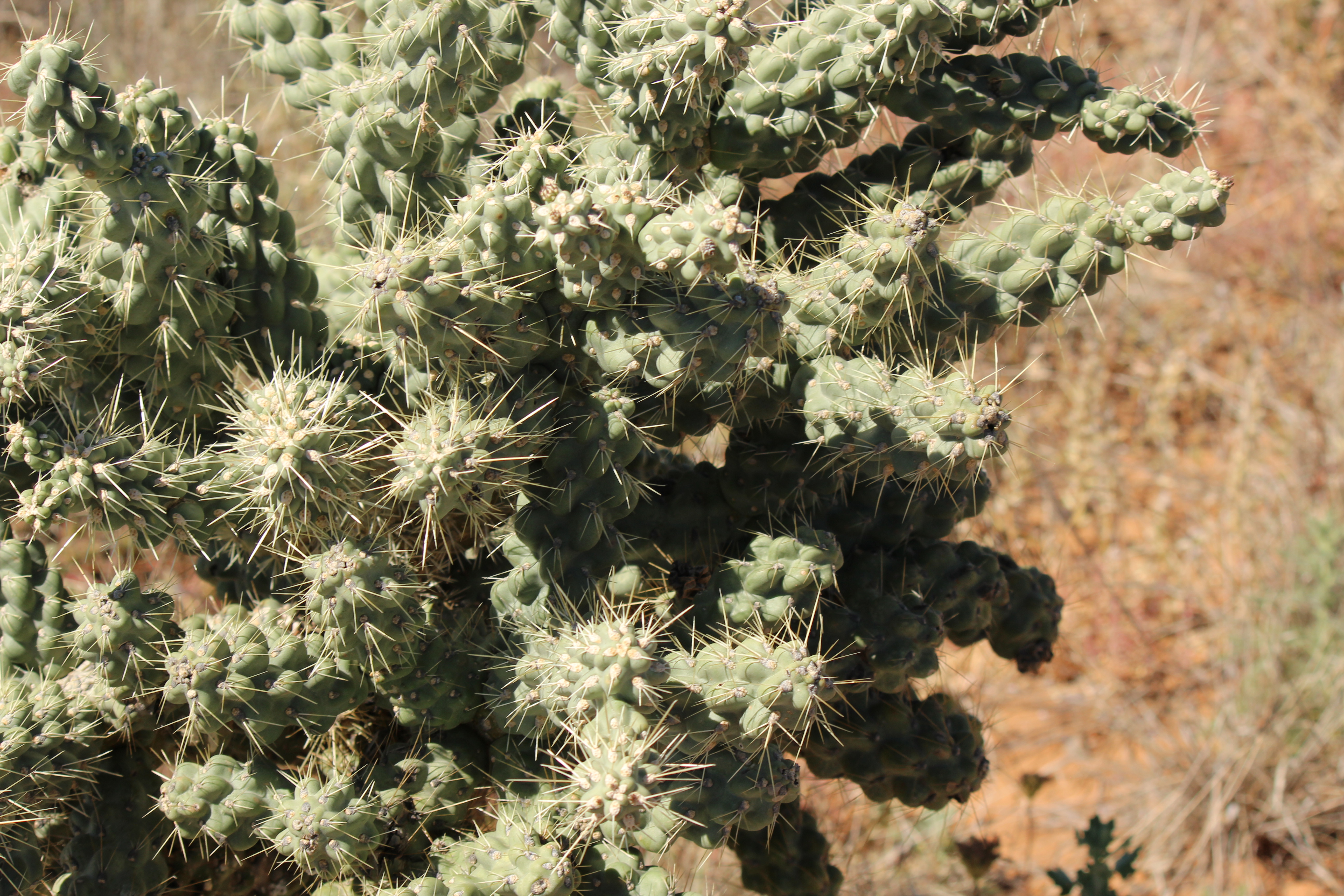 Detalle de un "cactus saltarín" en el desierto de Arizona.