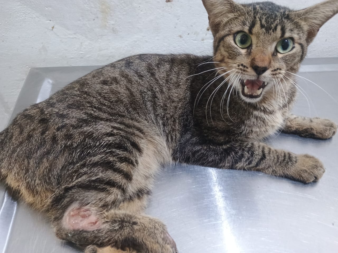 Gato fue atropellado y abandonado en una caja en Santa Marta: así lo puede ayudar