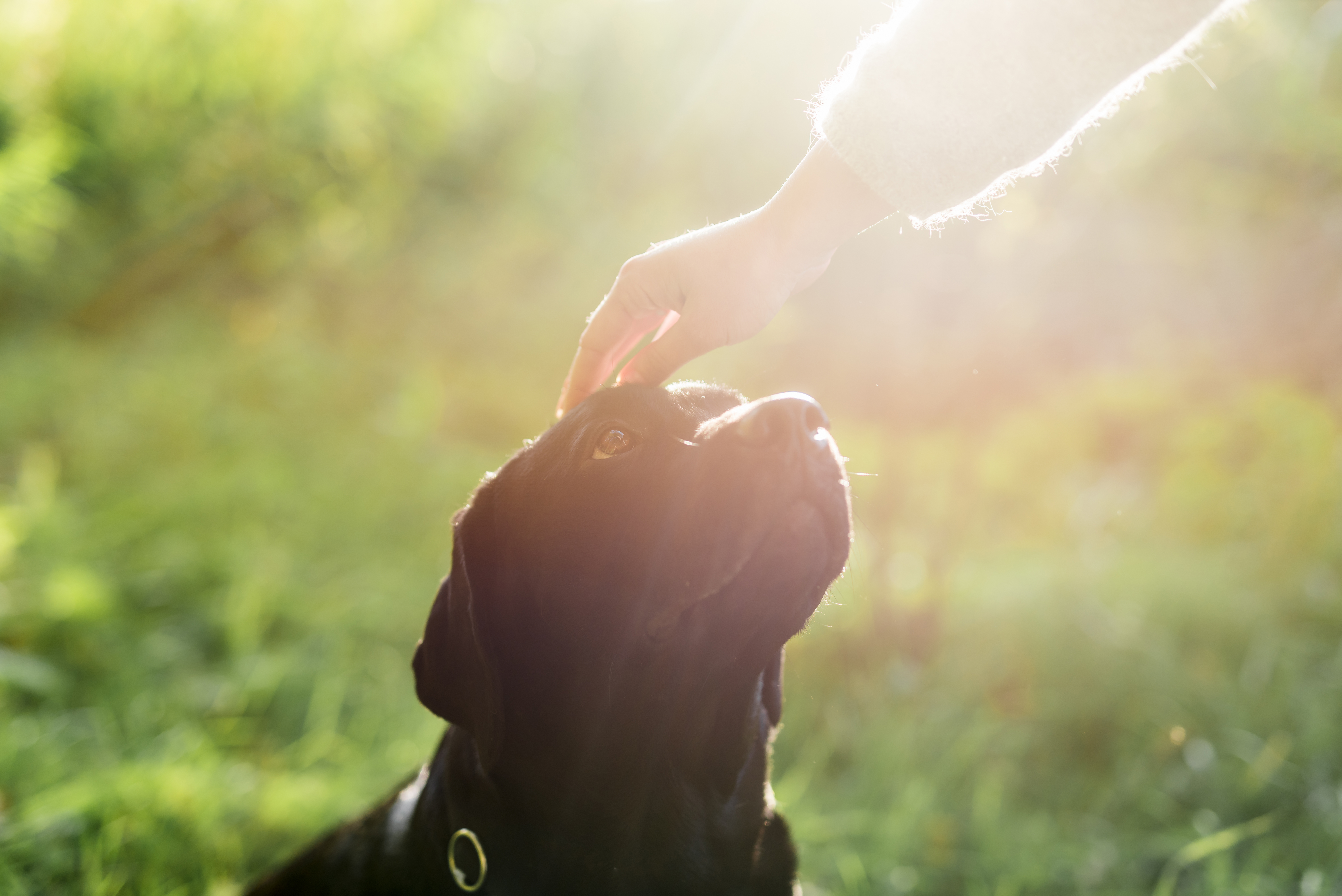 Licencia remunerada por muerte de mascotas: así puede aplicar al permiso laboral en Colombia