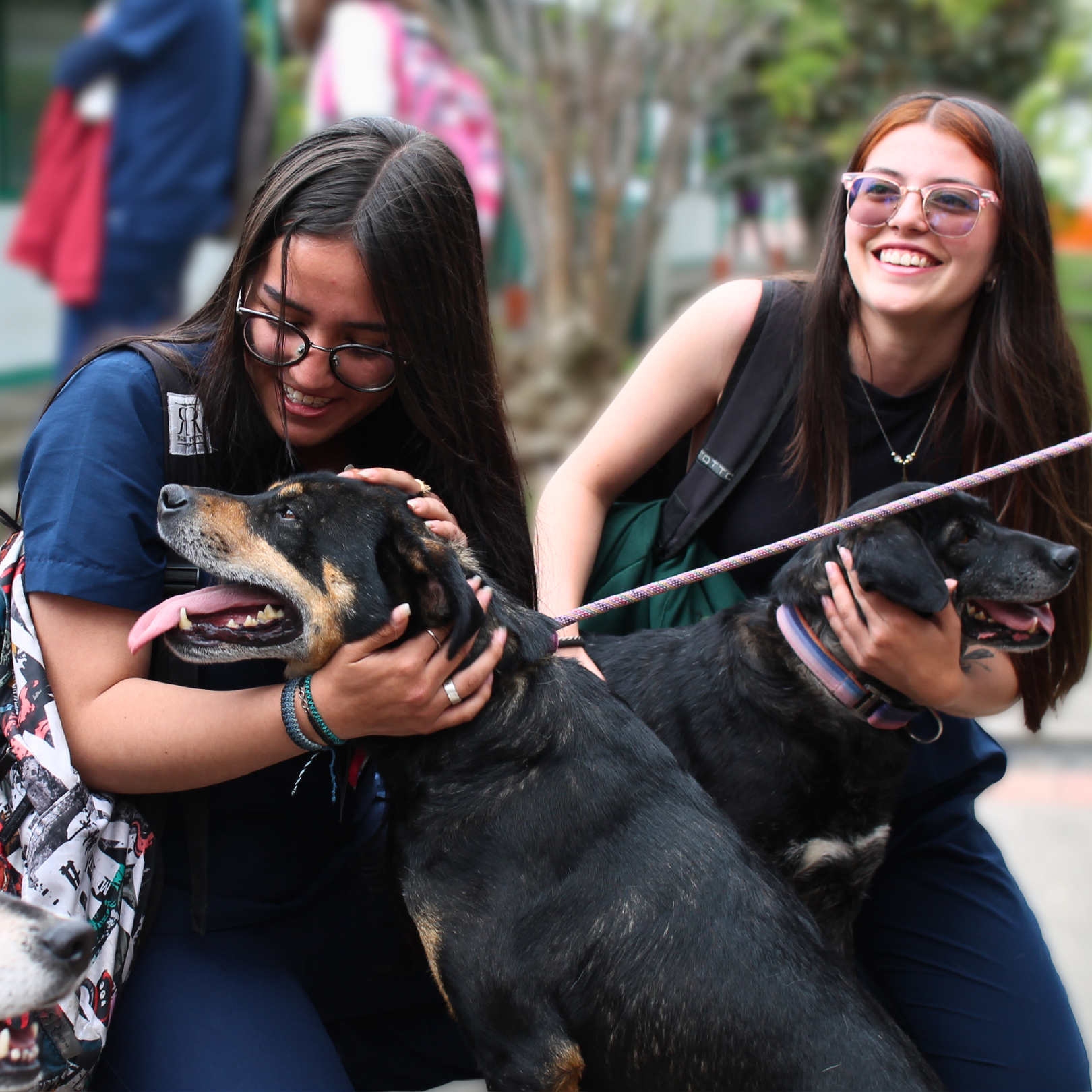 Tenencia responsable de mascotas