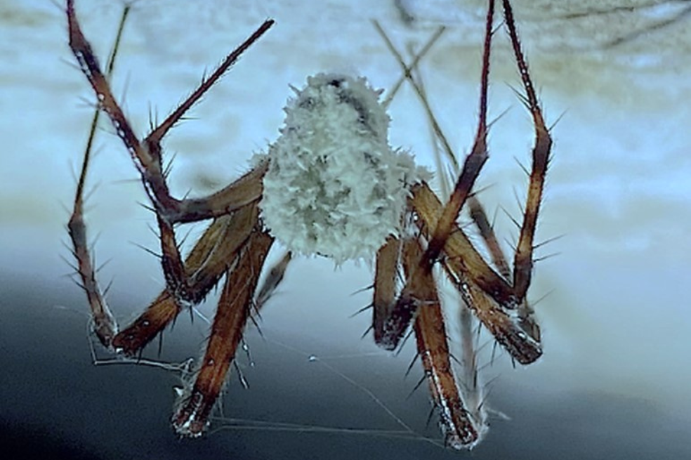 La araña huésped del hongo fue identificada como la araña de las cavernas Metellina merianae.