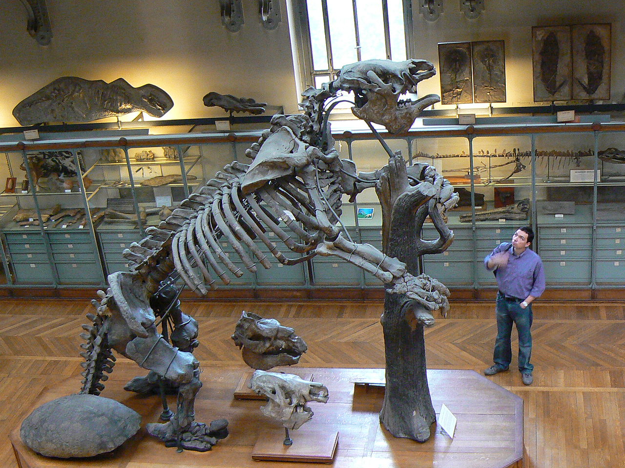En esta imagen se puede ver el esqueleto de un Megatherium que se encuentra en el Museo Nacional de Historia Natural de Paris. 
Aunque no tiene nada que ver con el cráneo encontrado recientemente en Argentina, explica de forma visual la proporción que tuvieron estos animales.