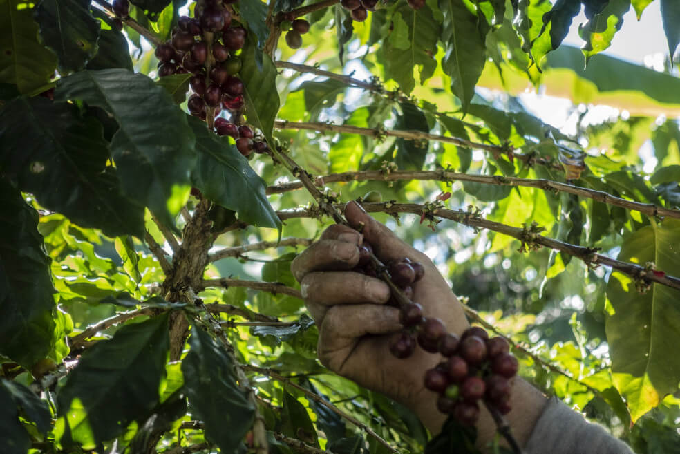 Volátil café sube para desafiar caída de acciones y productos básicos