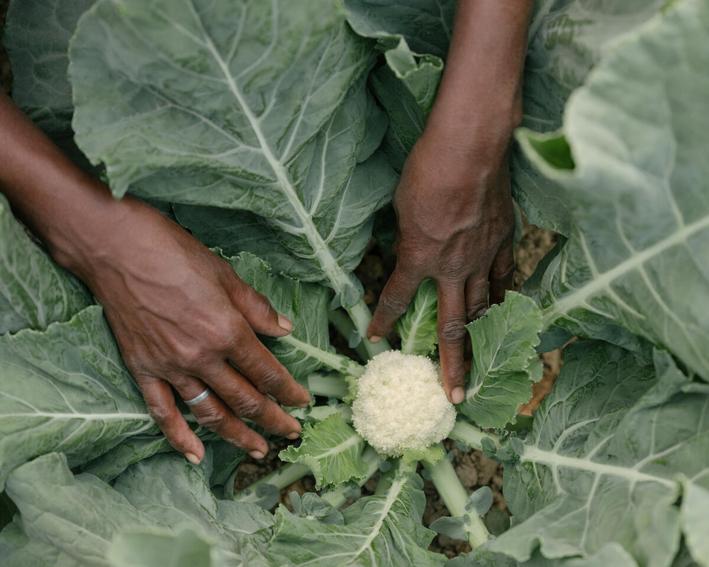 Conocer el origen de nuestros alimentos es una forma de cuidar el planeta. Procurar consumir alimentos menos procesados y cultivados de forma sostenible es una forma de ayudar al planeta.