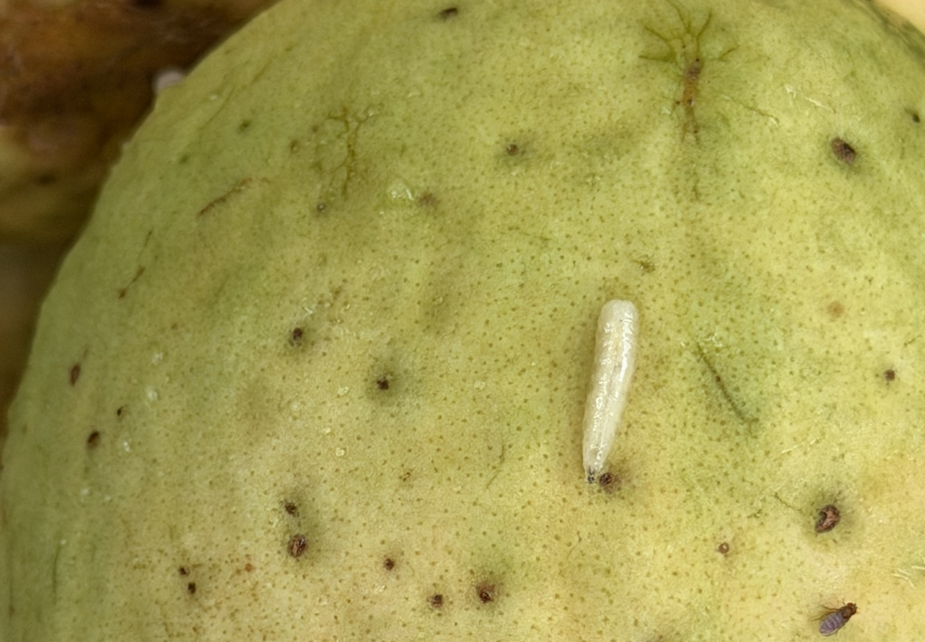 Imagen de una larva de la mosca de la fruta en una guayaba.