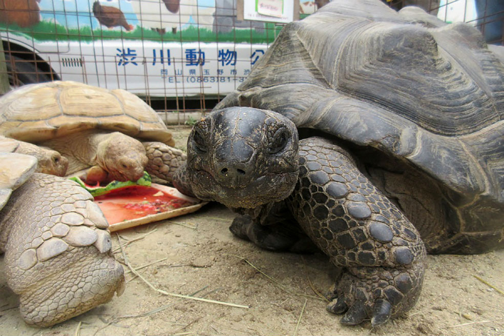 Hallan a tortuga gigante que se fugó de un zoo de Japón a 140 m del lugar