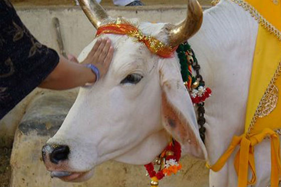 La India: adoradores de la vaca y principales exportadores de carne