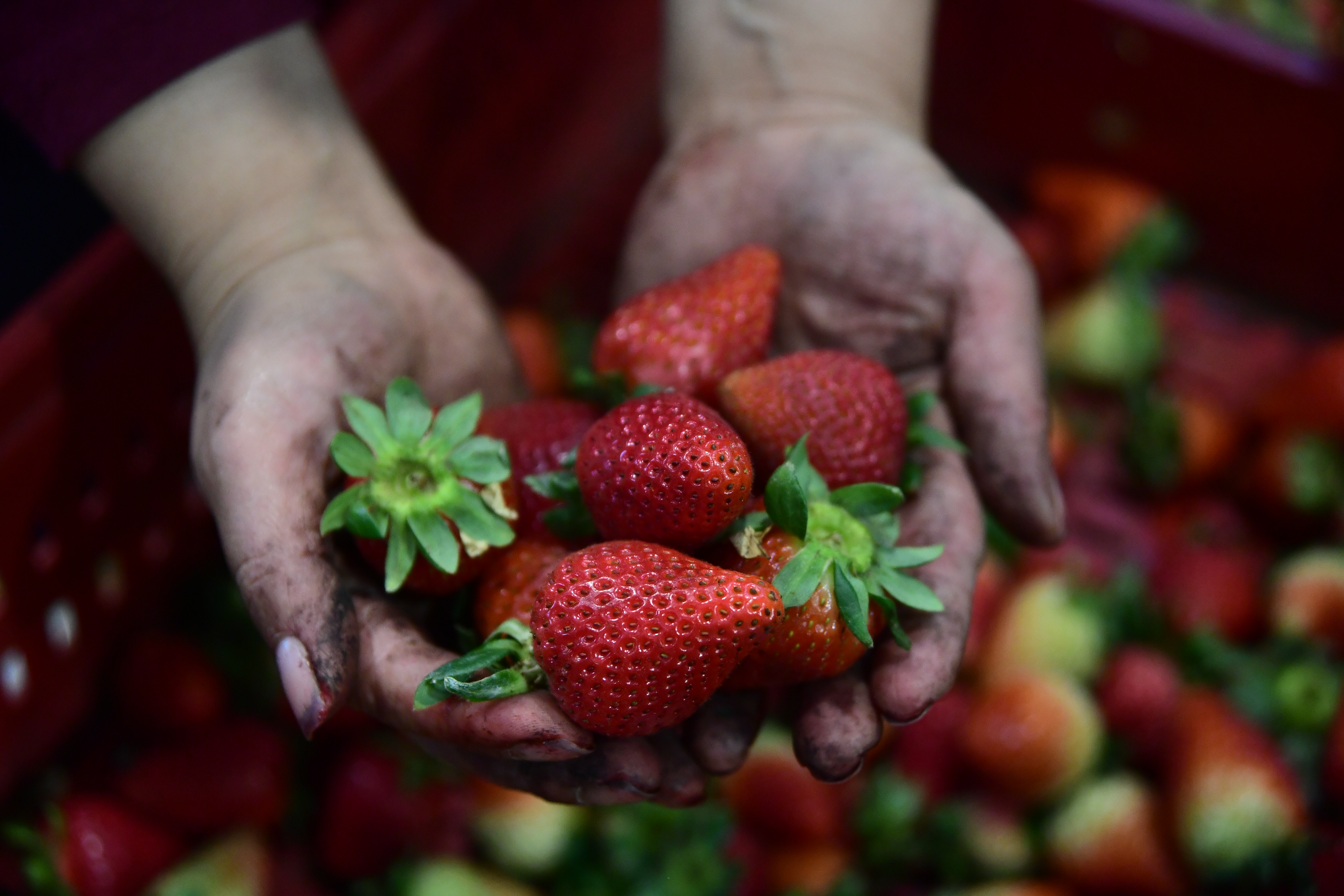 El 22 % de los hogares en Ciudad Bolívar no pueden acceder a una dieta saludable: FAO