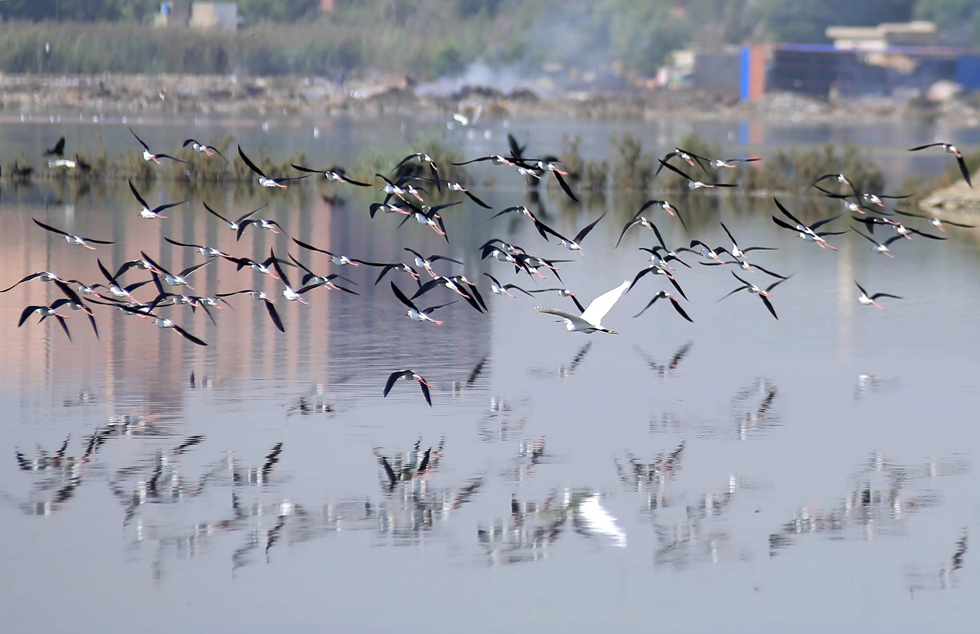 HYDERABAD (Pakistan), 04/11/2025.- A flock of migratory birds flies over the GTC Ground's artificial lake in Hyderabad, Pakistan, 04 November 2025. Migratory birds from Siberia and Central Asia have reached Hyderabad, traveling via the Indus Flyway. Species such as ducks, cranes, and geese flock to Pakistan's warm wetlands in the winter season. EFE/EPA/NADEEM KHAWAR