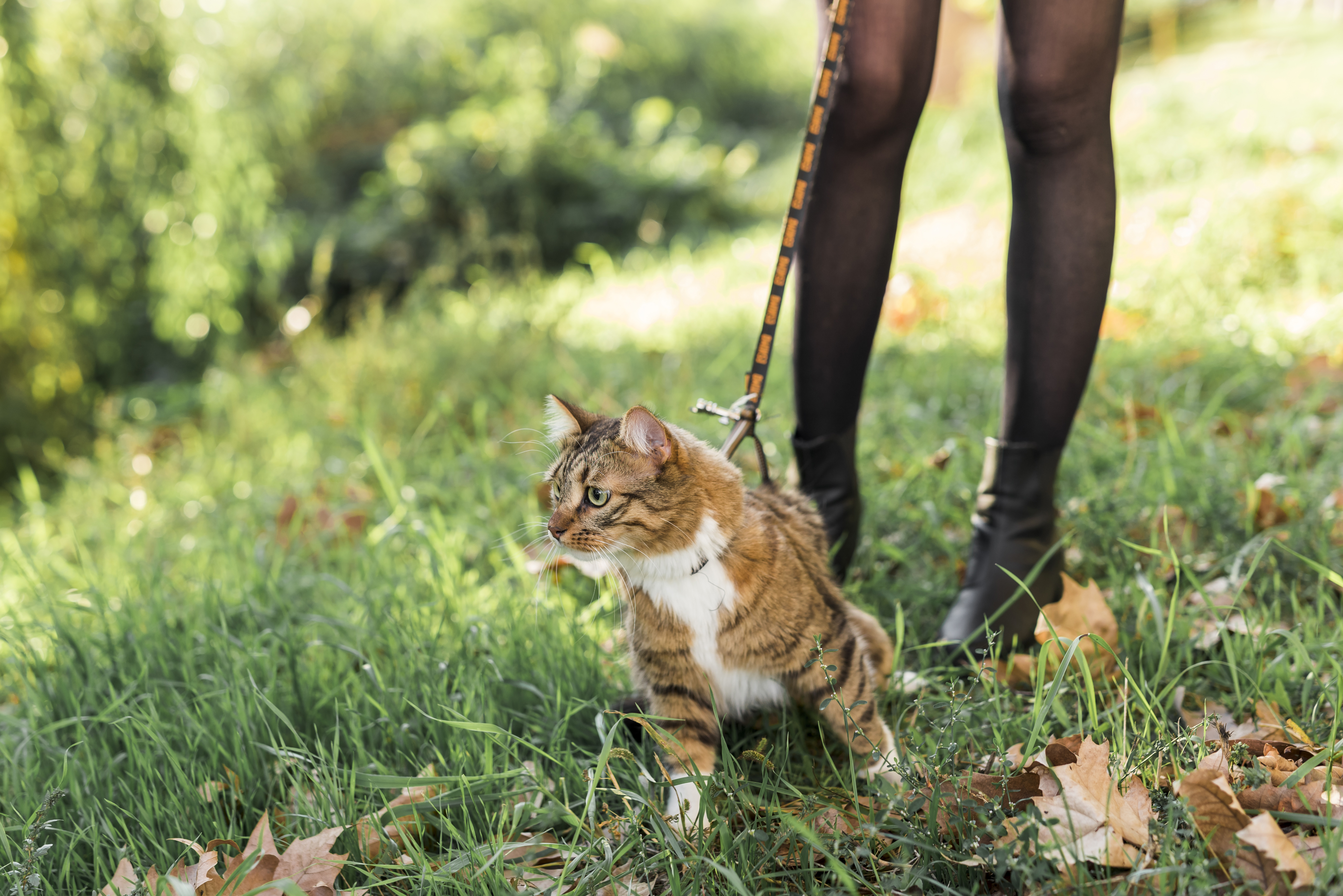 La personalidad de su felino y su socialización pueden influir en que el animal tenga ataques de miedo o estrés que lo lleven a escapar o reaccionar con agresividad.