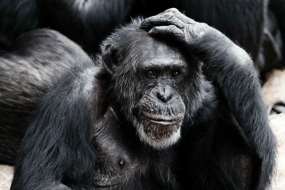 Estas son las diferencias entre el cerebro humano y el de los primates