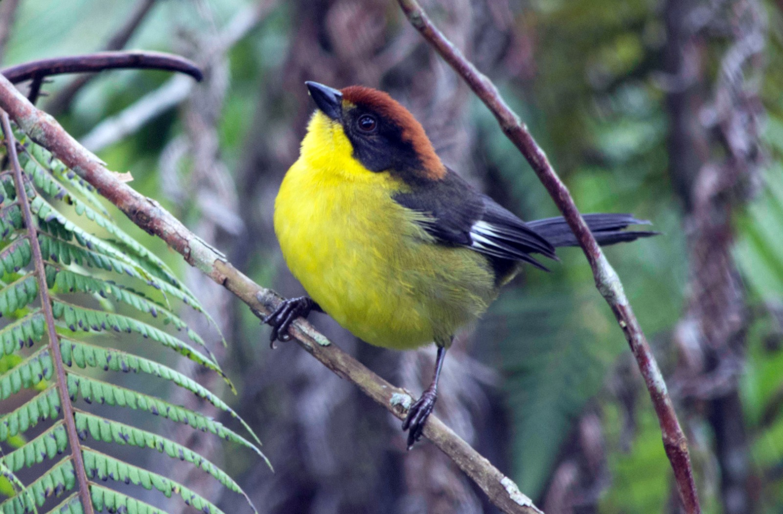 Estas reservas permiten la conservación de cerca de 600 especies de fauna y flora.