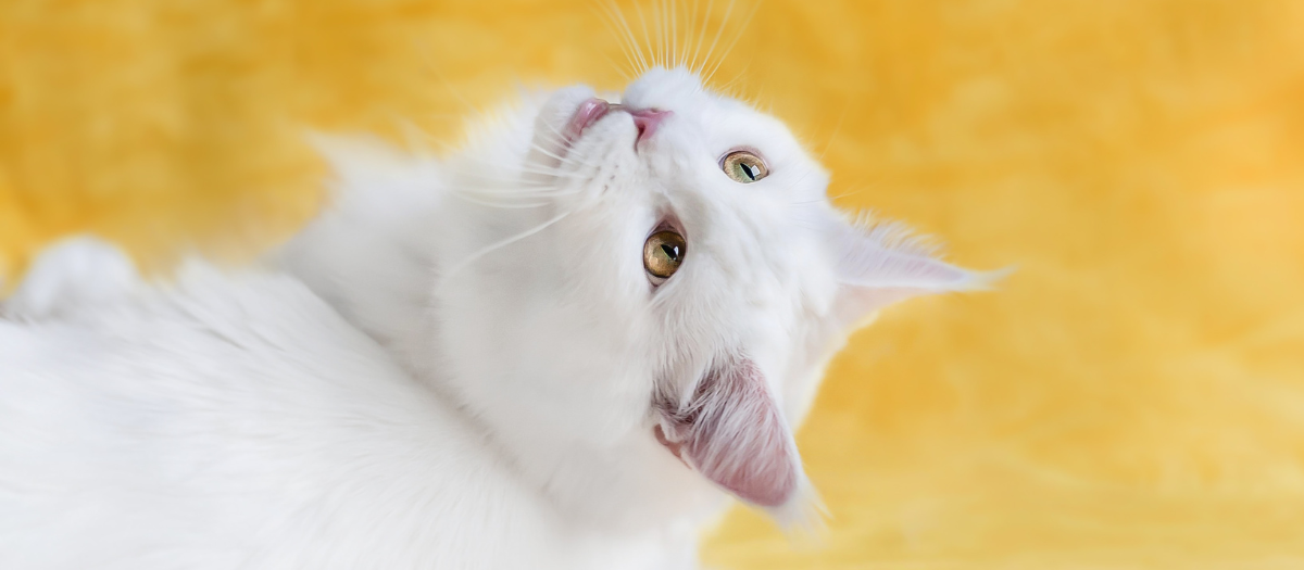 Por trabajar cuidando gatos en Canadá le pueden pagar hasta $16 millones