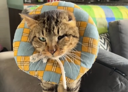 Jurado de votación adoptó a un gato herido que llegó a puesto electoral durante elecciones