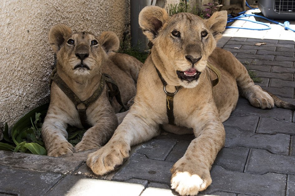 Dos cachorros de león, los últimos exiliados de Gaza
