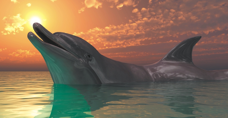 La invasión de los delfines de Alfa Centauri
