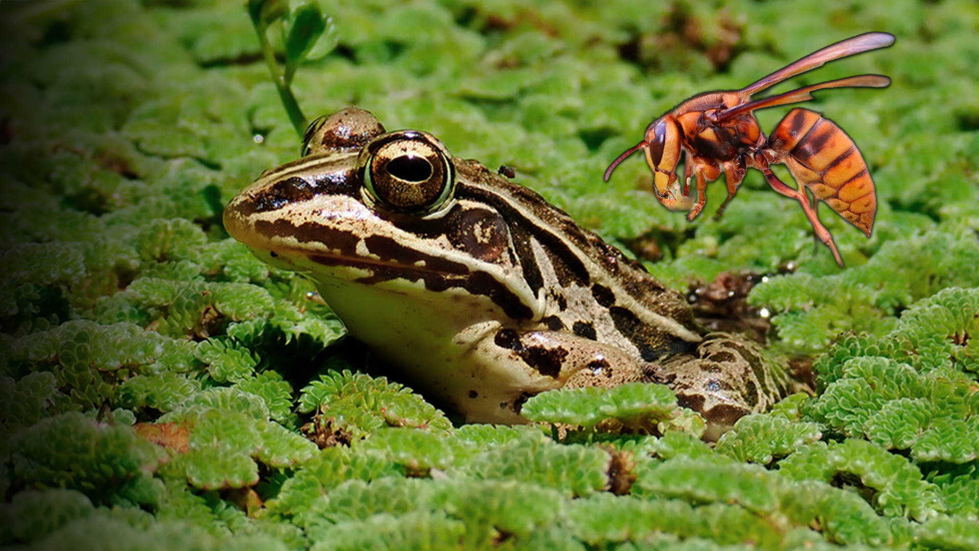 Ranas que desafían al ‘avispón asesino’: el veneno no las detiene