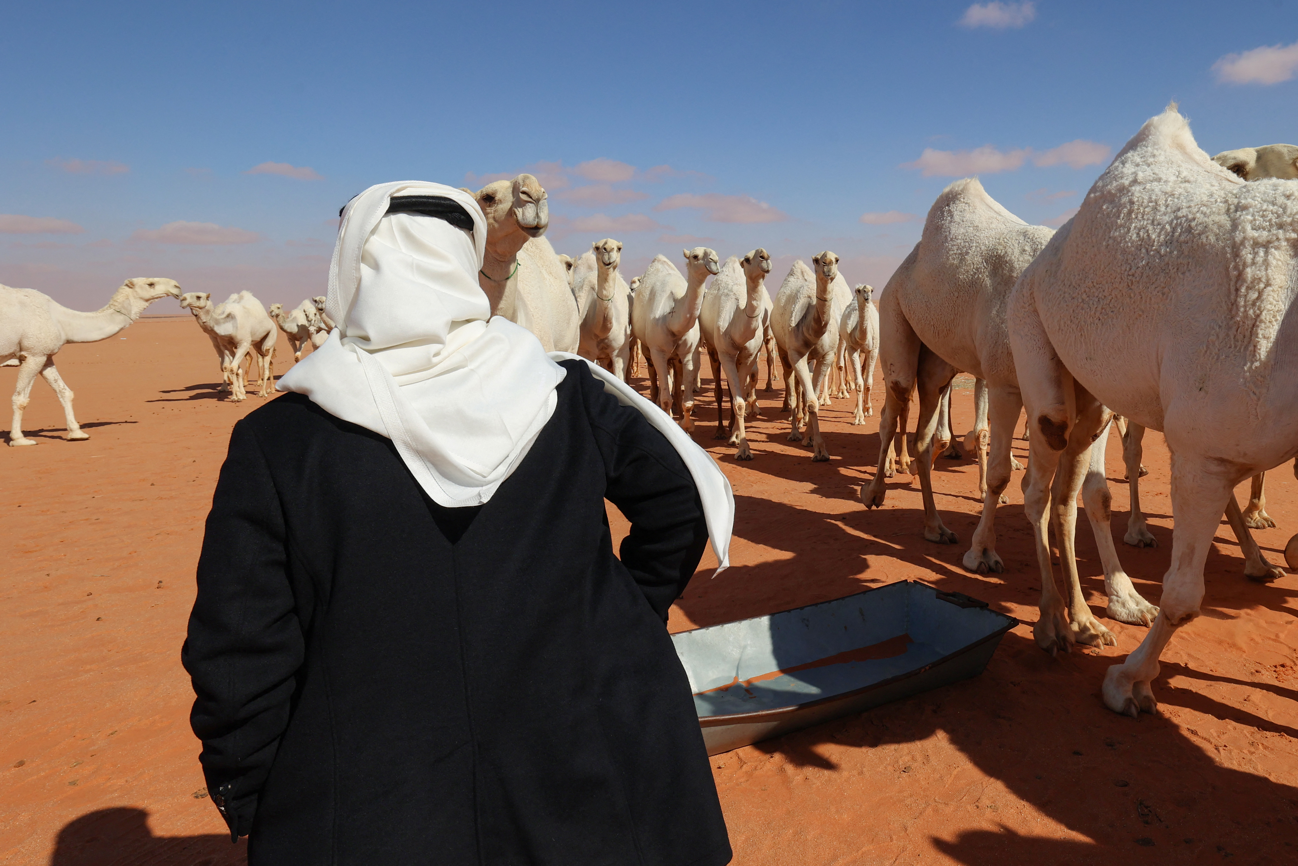 Saudi herder Mansour al-Qatula is pictured next to his animals during the annual King Abdulaziz Camel Festival in Rumah desert, northeast of the Saudi capital Riyadh, on January 10, 2023. - Qatula uses a mode of communication with camels, known as Alheda'a which was recently inscribed on UNESCO's list of intangible cultural heritage, highlighting the deep traditional connection between camels and inhabitants of the Arabian Peninsula. (Photo by Fayez Nureldine / AFP)
