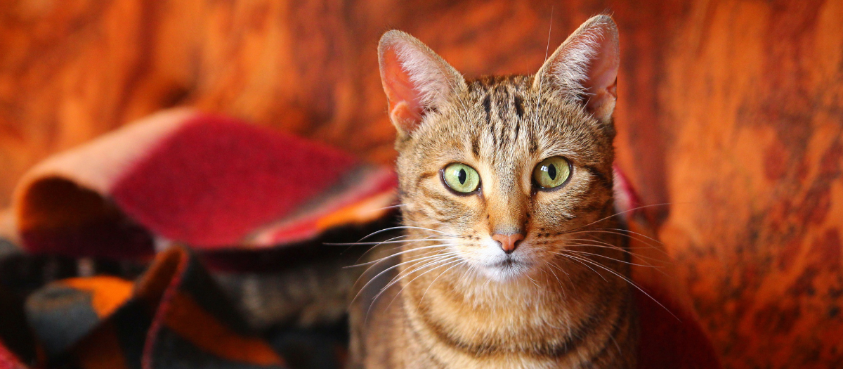 5 razas de gato con pelo corto