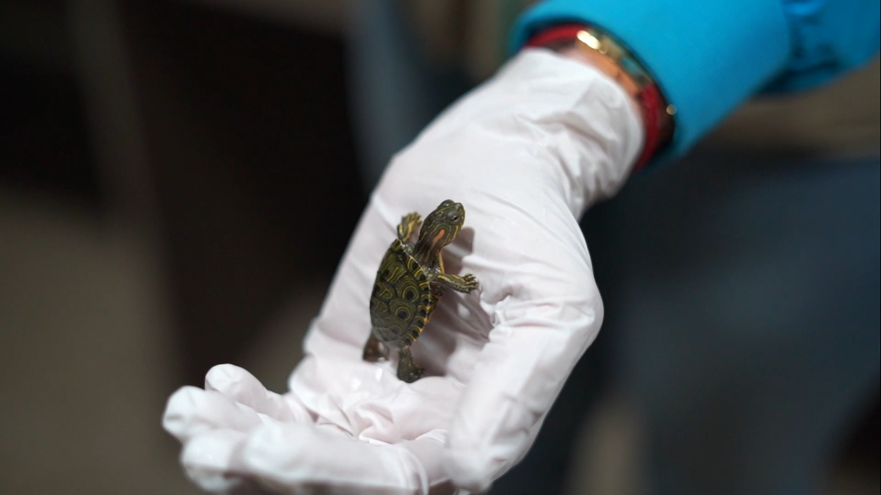 Tortugas que fueron incautadas en Semana Santa serán liberadas en Montería