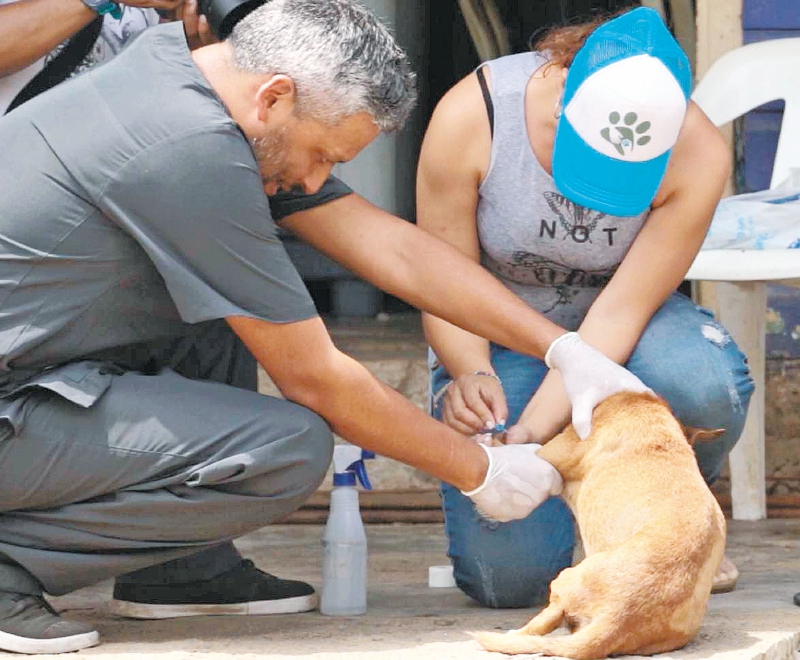 Veterinarios “ad honorem”