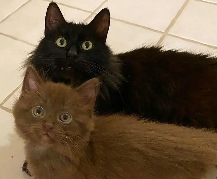 Salvan a cuatro gatos y quedan impresionados con sus colores: “son bastante raros”