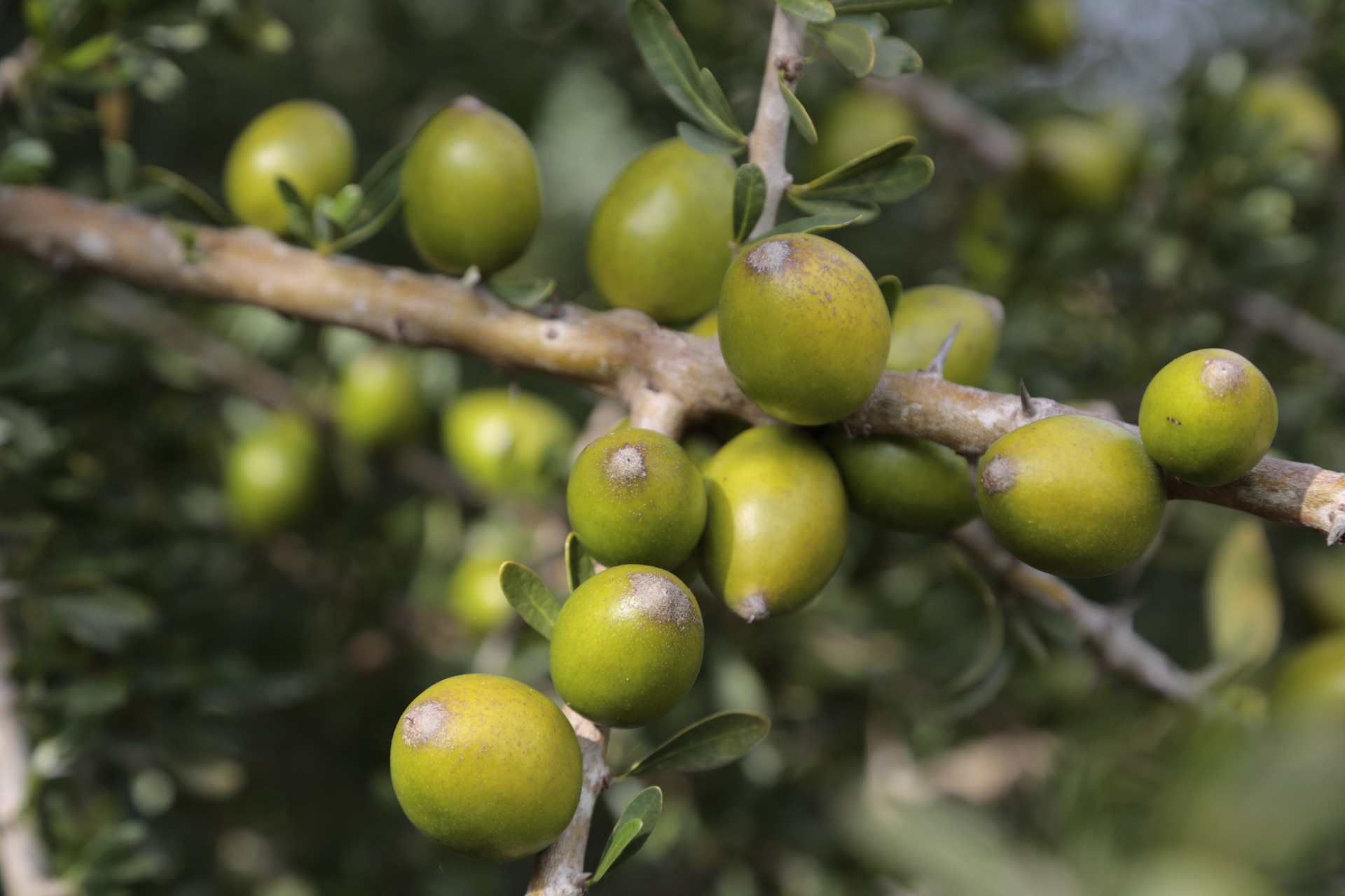 De Marruecos a su jardín: ¿Cómo sembrar y cuidar el árbol de argán?