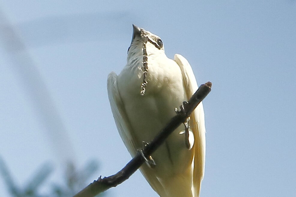 Este es el pájaro que tiene el récord del canto más fuerte en la Tierra