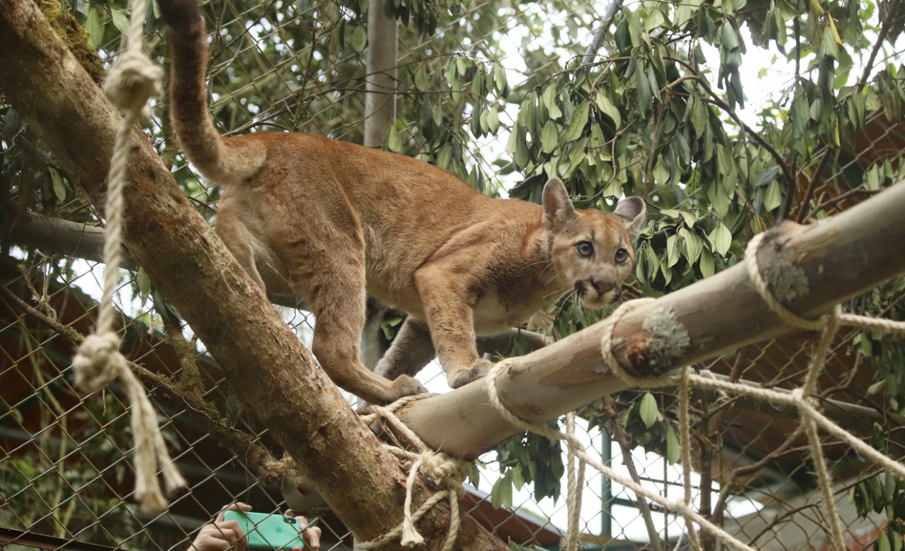 El felino se recupera satisfactoriamente y fue liberado en un espacio controlado donde se le hará seguimiento constante.
