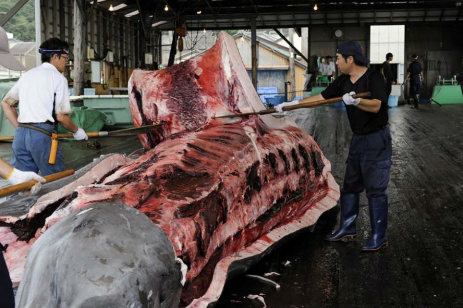 Japón seguirá pescando ballenas en el pacífico aunque reducirá las capturas
