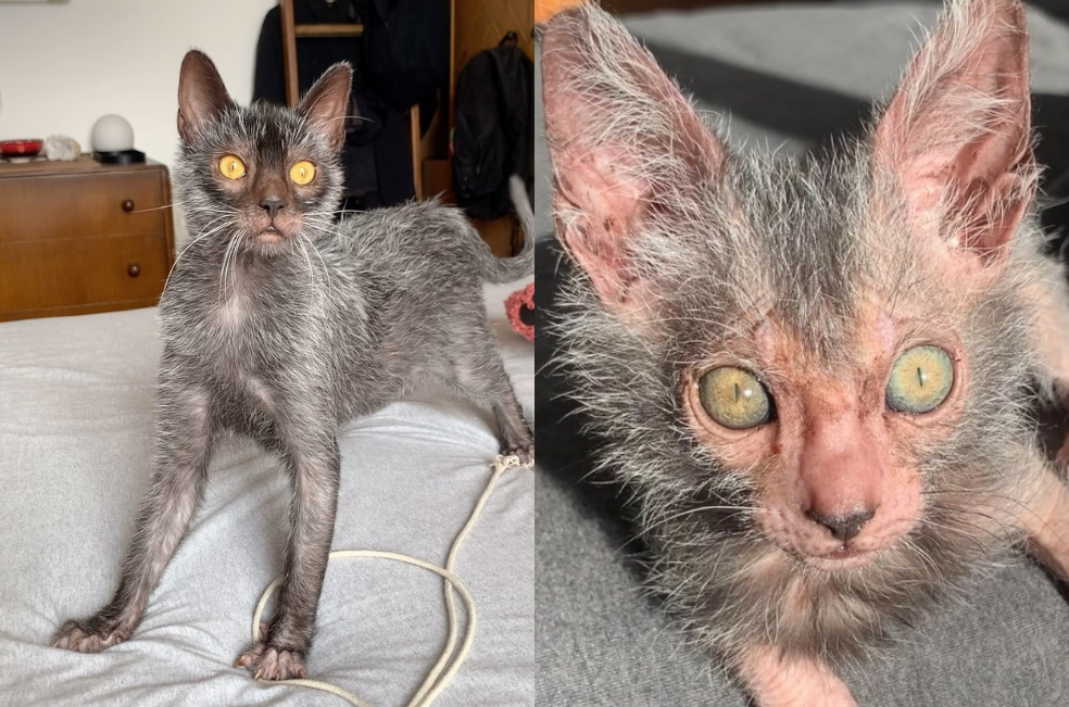 Este gatito está despertando la curiosidad de todos: ¿qué lo hace especial?