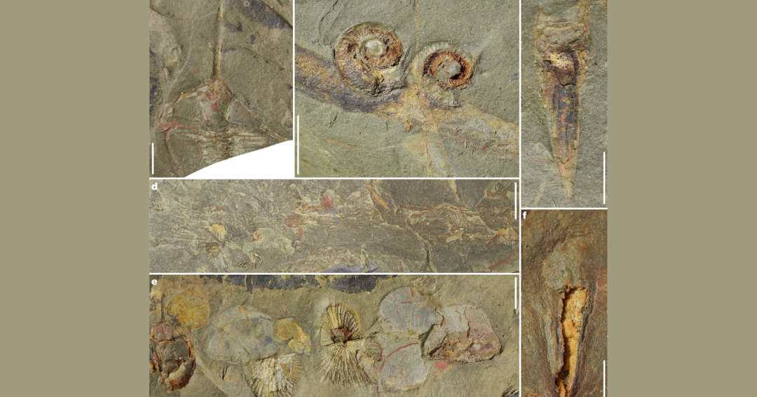 Encontraron yacimiento con miles de fósiles de hace 470 millones de años