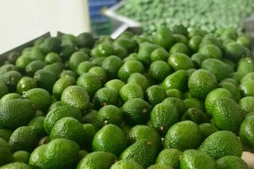 Por primera vez, Colombia exportará aguacates a Japón
