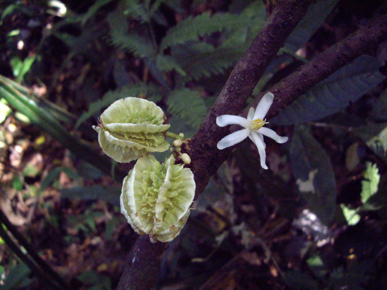 Carpotroche caceresiae es un árbol de las selvas caribeñas de Nicaragua y Honduras, fue nombrado en memoria y reconocimiento de Berta Isabel Cáceres Flores (1971-2016), una activista ambiental hondureña asesinada en 2016. Berta Cáceres fue una de los 123 activistas medioambientales asesinados entre 2009 y 2016 por su oposición a la destrucción de hábitats naturales y la pérdida de tierras indígenas en Honduras.  
En 2015, Cáceres fue galardonada con el Premio Medioambiental Goldman. Fue asesinada un año después por su oposición al proyecto hidroeléctrico Agua Zarcas en el río Gualcarque, en el noroeste de Honduras.
