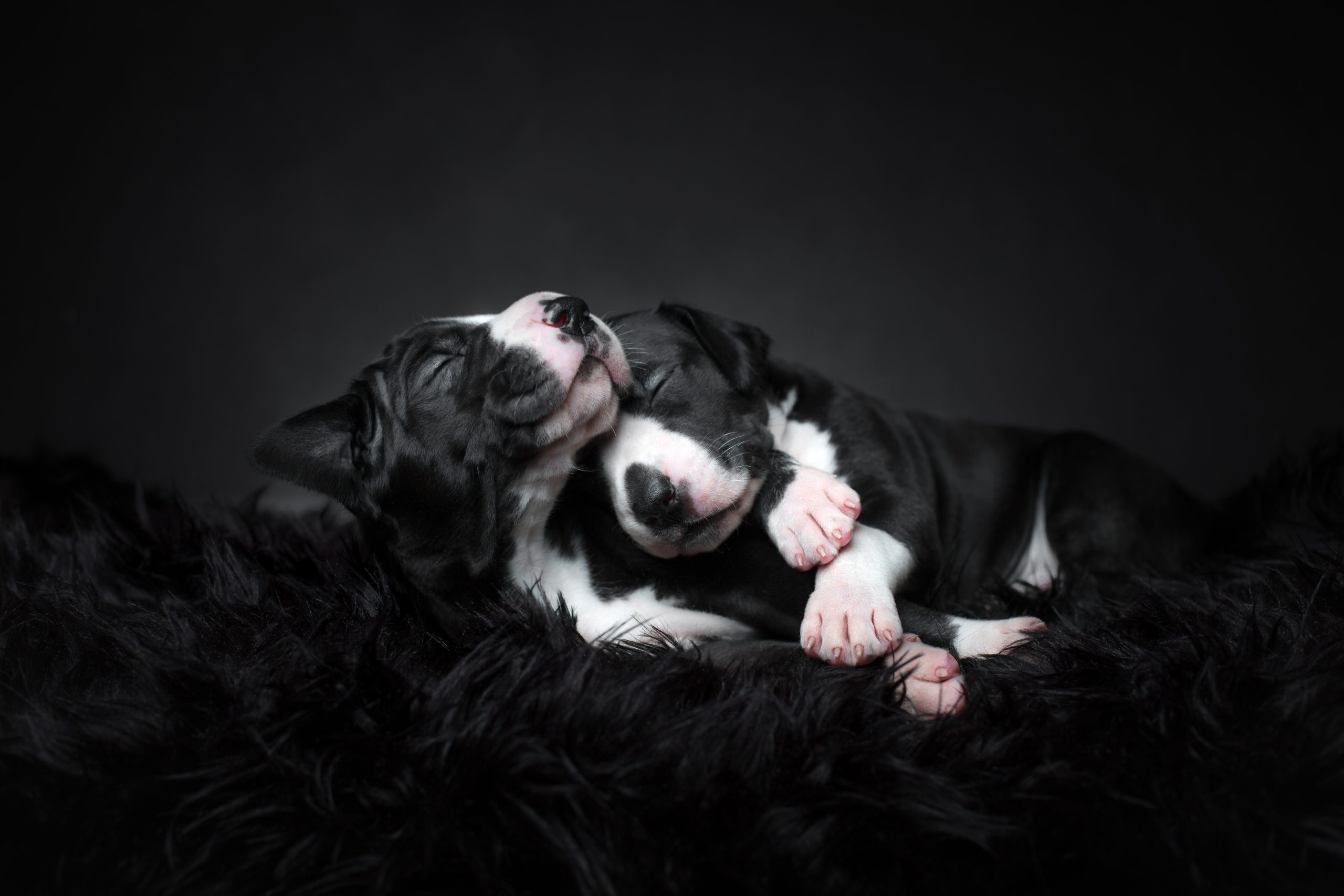 “Amor de cachorros” | El tercer lugar en la categoría ‘Estudio’ para estos cachorros de gran danés. La foto fue tomada por Tuss Bennergård.