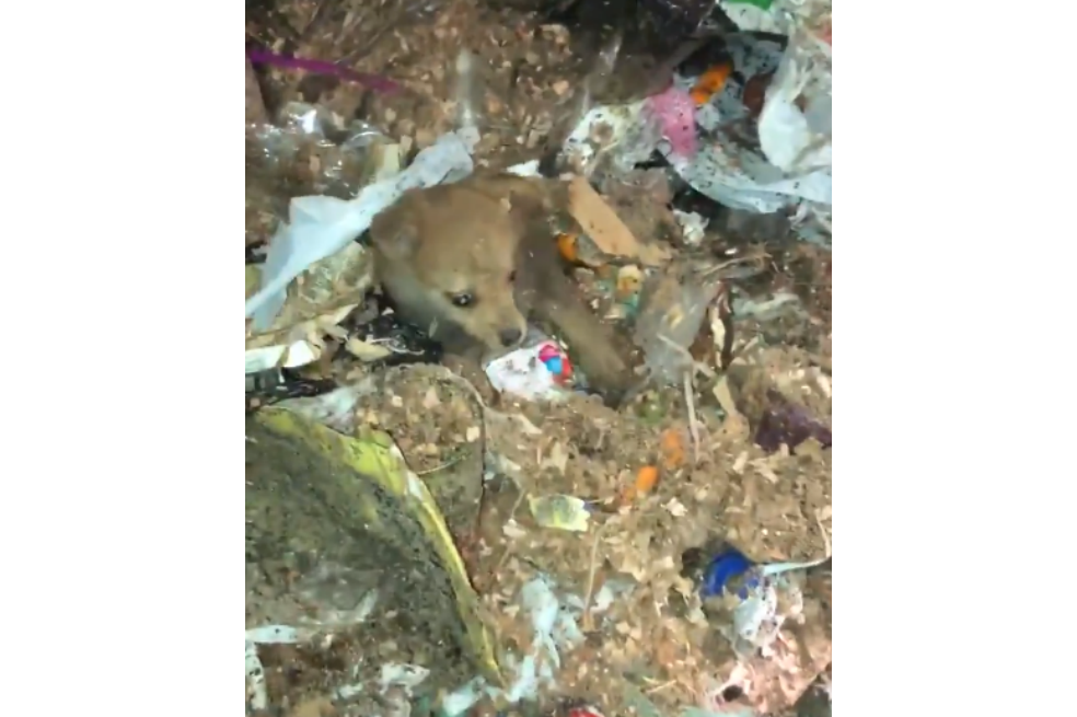 Rescatan a una cachorra que estaba en un camión de basura