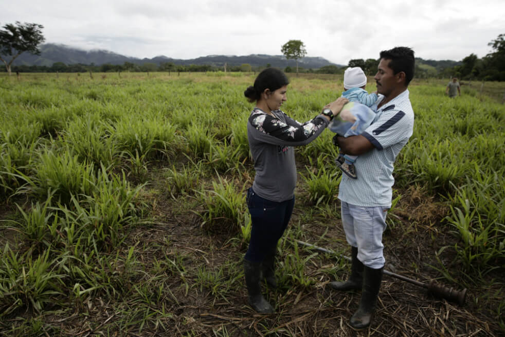 Exguerilleros de las FARC y campesinos se gradúan de técnicos agropecuarios