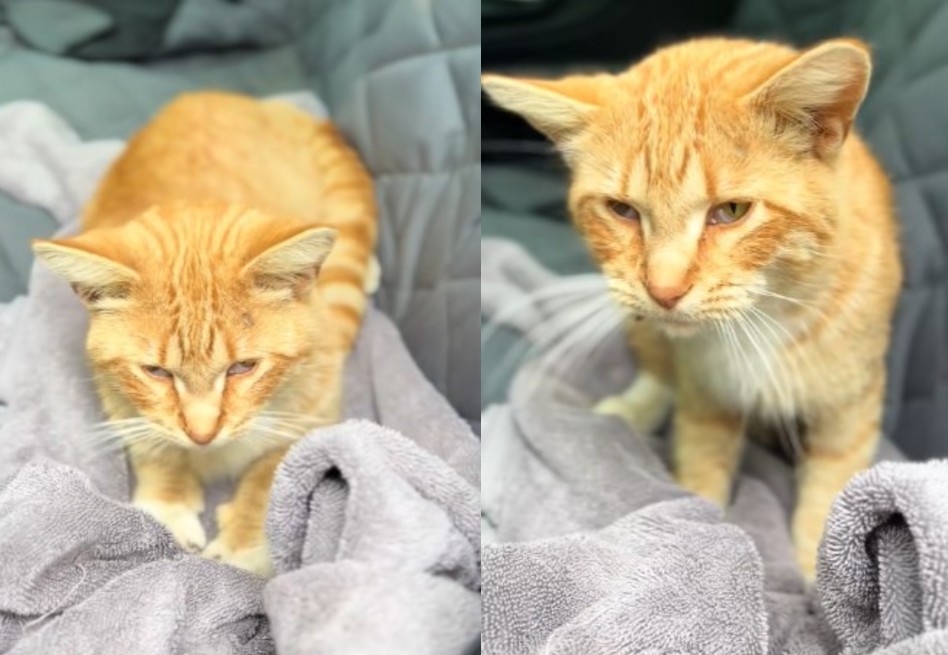“Fui elegida”: gato callejero entra a su auto y se niega a dejarla ir
