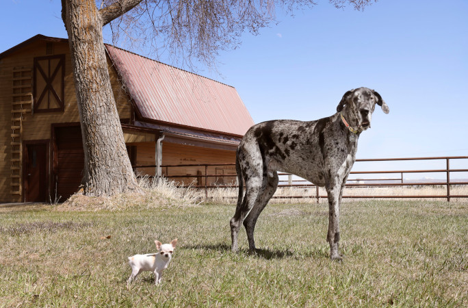 El perro más alto y pequeño del mundo se reúnen para una adorable cita de juegos caninos en Estados Unidos.