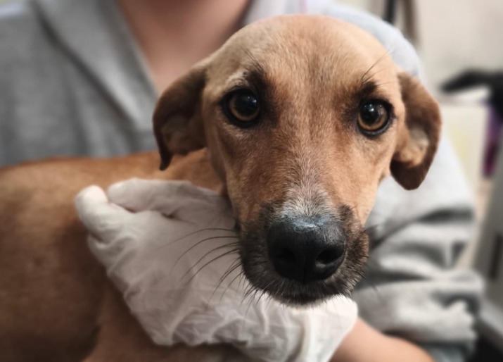 Fundaciones han rescatado cientos de animales en Córdoba y ahora les buscan hogar