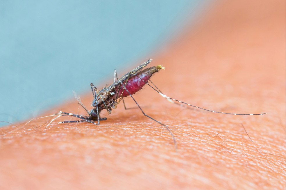 Alerta por dengue